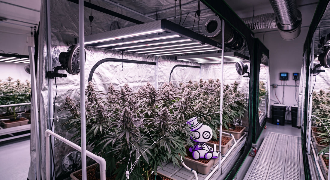 Blueberry Caviar: The Complete Home Grower’s Guide
